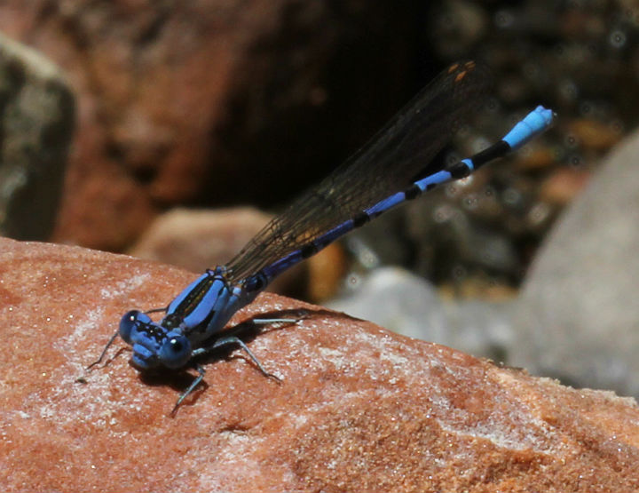 Damselfly